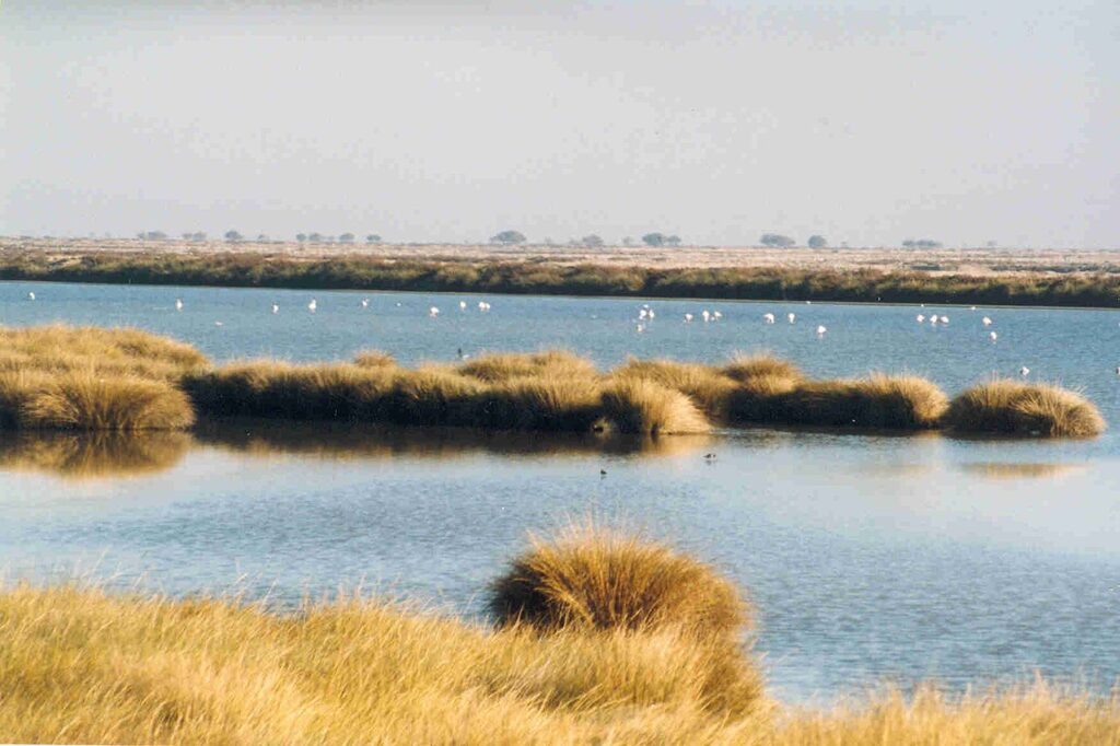 Doñana National Park, Spain - 10 European National Parks Perfect for Nature Lovers