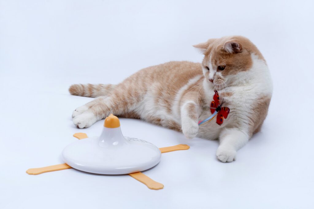 Pet Health - Mental Engagement