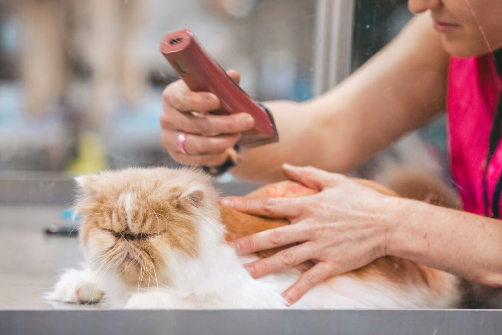 Pet Health - Consistent Grooming