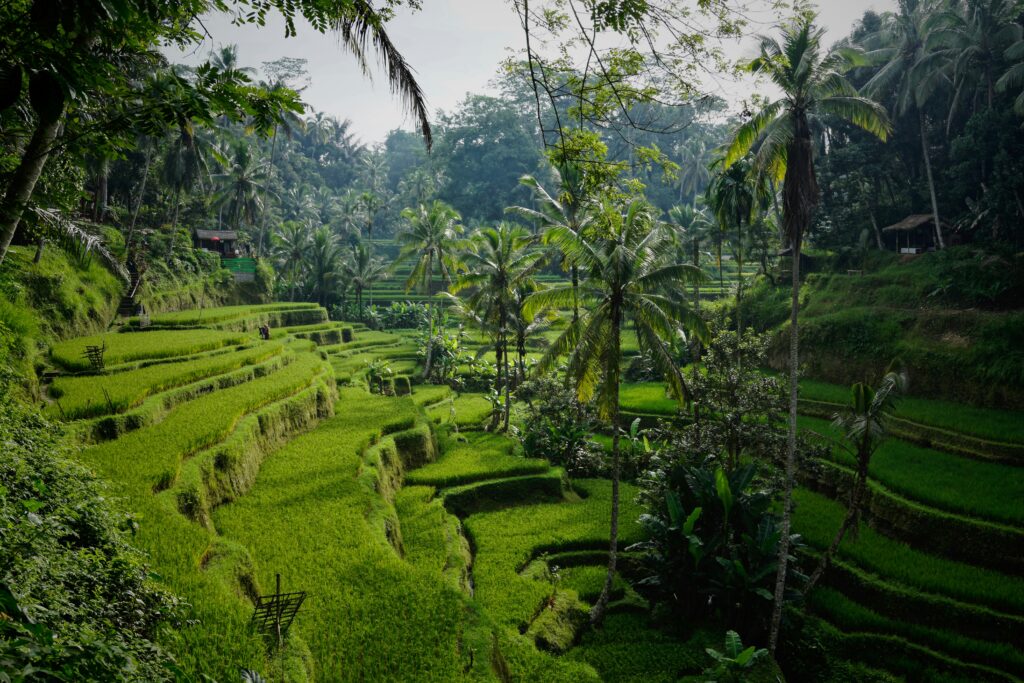 Wellness Retreats - Bali